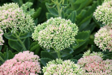 Yazın, Sedum bahçesinde maksimum büyür.