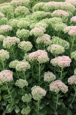 Yazın, Sedum bahçesinde maksimum büyür.