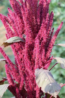 Yazın, bahçede çiçek açar.