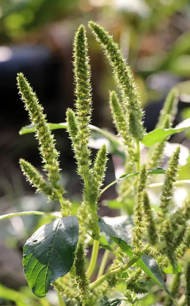 In nature among agricultural crops, weeds growing Amaranthus retroflexus