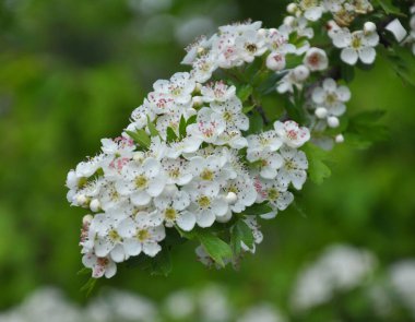 İlkbaharda doğada bir diken (Crataegus) filizlenir.