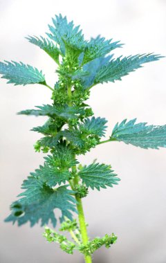 Vahşi doğada, ısırgan otu büyür (Urtica idrarı)