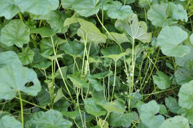 Mallow, Malva pusilla, Malva rotundifolia yazın doğada yetişir.