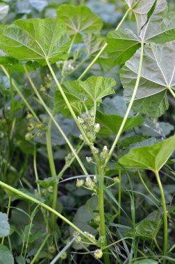 Mallow, Malva pusilla, Malva rotundifolia yazın doğada yetişir.