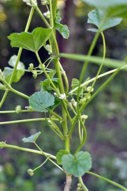 Mallow, Malva pusilla, Malva rotundifolia grows in the wild in summer