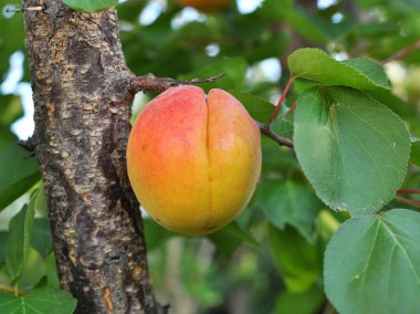 Apricots ripen on a tree branch in the orchard