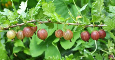 Böğürtlen dalları ve olgun meyveler.