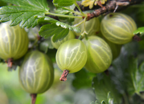 Branch bush of gooseberry with ripe berries