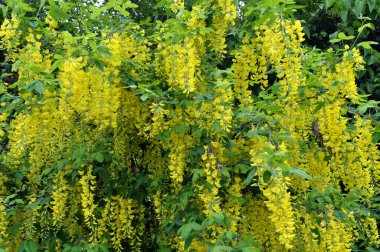 İlkbaharda, doğada süslü bir laburnum çalısı açar. 