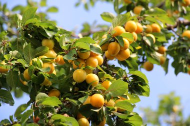 Ağacın dallarında olgunlaşmış erik meyveleri (Prunus cerasifera)).