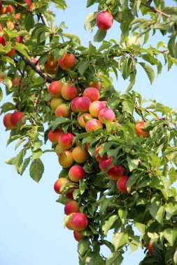 Ağacın dallarında olgunlaşmış erik meyveleri (Prunus cerasifera)).