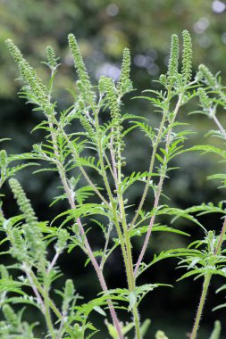Yazın, yabani otlar (Ambrosia artemisiifolia) doğada yetişir.