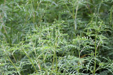 Yazın, yabani otlar (Ambrosia artemisiifolia) doğada yetişir.