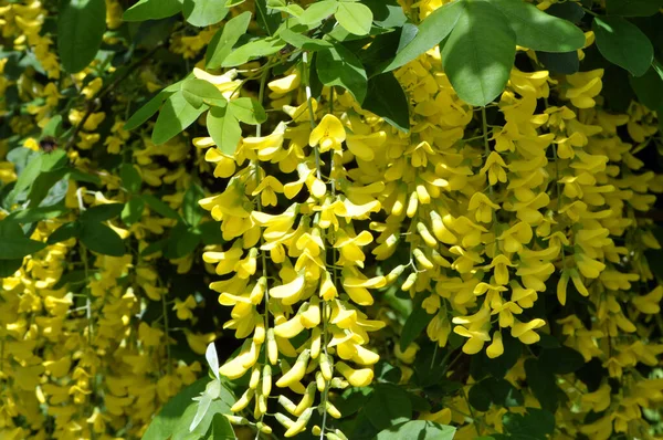 stock image In spring, an ornamental laburnum bush blooms in nature 