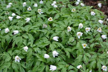 Ormanın vahşi yaşamında erken bahar çiçekleri. İlkbahar bitkisi Anemone nemorosa.
