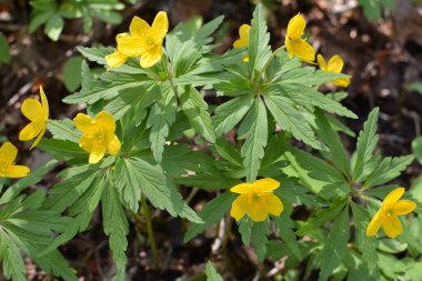 İlkbaharda vahşi ormanda anemon sarısı açar (Anemone ranunculoides).