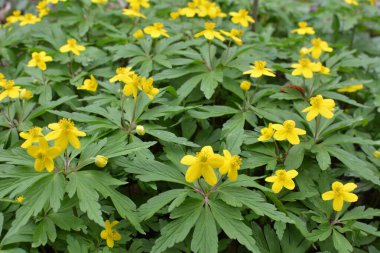 İlkbaharda vahşi ormanda anemon sarısı açar (Anemone ranunculoides).