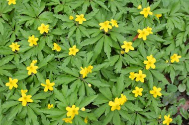 İlkbaharda vahşi ormanda anemon sarısı açar (Anemone ranunculoides).