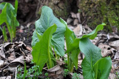 Arum (Arum besserianum) ilkbaharın başlarında ormanda yetişir..