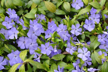 İlkbaharda doğada çiçek açar küçük menekşe (Vinca minör))
