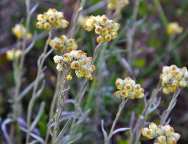 Yazın vahşi doğada, çiçeklerin büyümesi (Helichrysum arenaryumu)