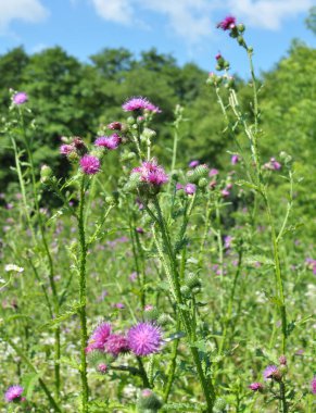 Devedikeni (Carduus acanthoides) yazın vahşi doğada yetişir.