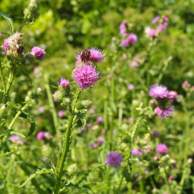 Devedikeni (Carduus acanthoides) yazın vahşi doğada yetişir.