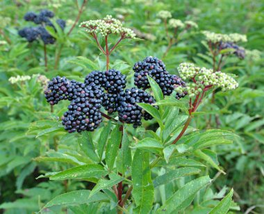 Yaban mersinlerinde olgun siyah çimenli yaşlı (Sambucus ebulus))