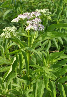 Vahşi doğada, yaşlı böğürtlen bitkisi (Sambucus ebulus) yazın açar.