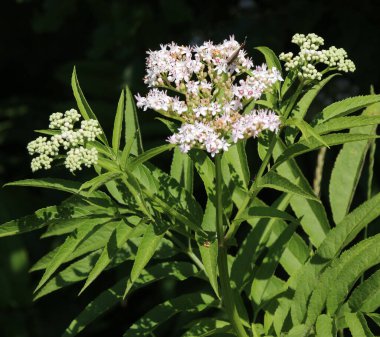 Vahşi doğada, yaşlı böğürtlen bitkisi (Sambucus ebulus) yazın açar.