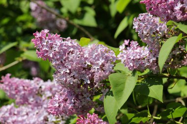 Mayıs 'ta, gardda leylak çiçek açar.