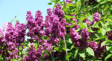 Mayıs 'ta, gardda leylak çiçek açar.