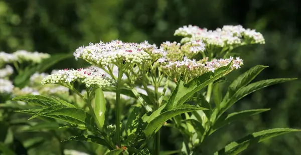 Vahşi doğada, yaşlı böğürtlen bitkisi (Sambucus ebulus) yazın açar.