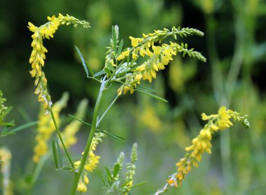 Melilot sarısı, tırtıklı melilot (Melilotus officinalis) yazın vahşi doğada açar.
