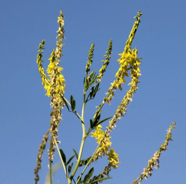 Melilot sarısı, tırtıklı melilot (Melilotus officinalis) yazın vahşi doğada açar.