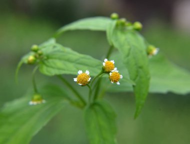 Ot türlerinden biri tarlada çiçek açar - galinsoga parviflora