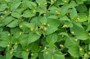 Ot türlerinden biri tarlada çiçek açar - galinsoga parviflora