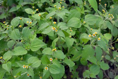 Ot türlerinden biri tarlada çiçek açar - galinsoga parviflora