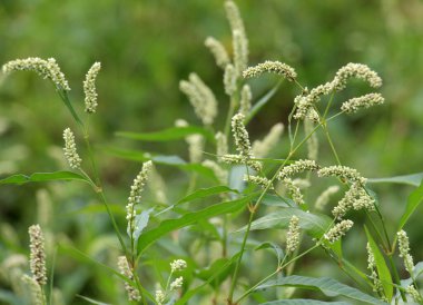 Ot Persicaria lapathifolia tarlaların arasında yetişir..