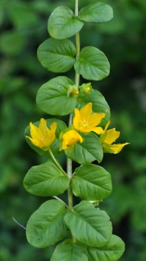 Sarı lysimachia çiçekleri yazın doğada açar.