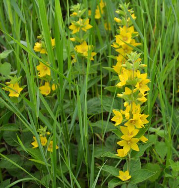 Sarı lysimachia çiçekleri yazın doğada açar.