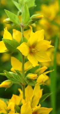 Sarı lysimachia çiçekleri yazın doğada açar.