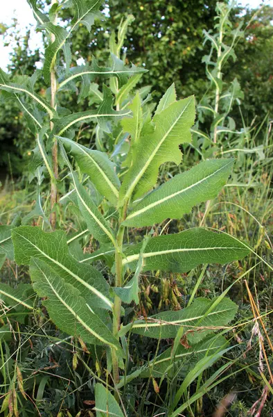 Yazın doğada yetişir Lactuca serriola