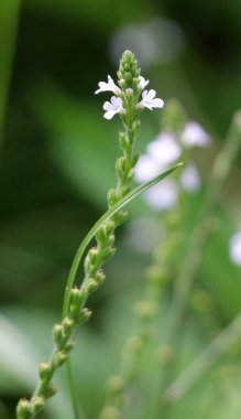 İlaç bitkisi Verbena officinalis vahşi doğada yetişir.