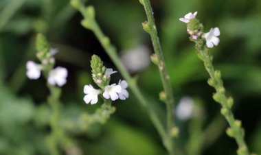 İlaç bitkisi Verbena officinalis vahşi doğada yetişir.