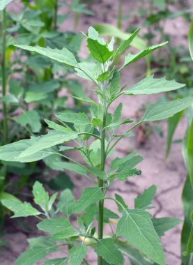 Beyaz kaz ayağı (Chenopodium albümü) vahşi doğada yetişir