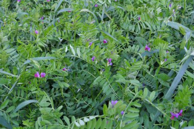 Vetch tohumu (Vicia sativa) bir tarlada yetişir.