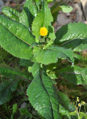 Yellow garden thistle (Sonchus oleraceus) grows in the wild