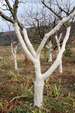 Whitewash of fruit trees in the orchard for protection against pests and sunburn.