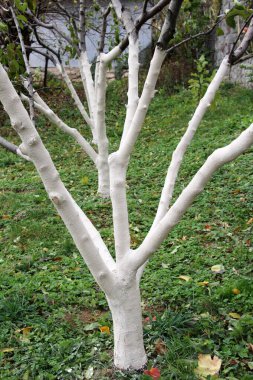 Whitewash of fruit trees in the orchard for protection against pests and sunburn.